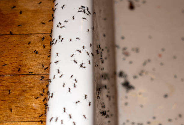 Best Pest Prevention Services  in Emory, VA